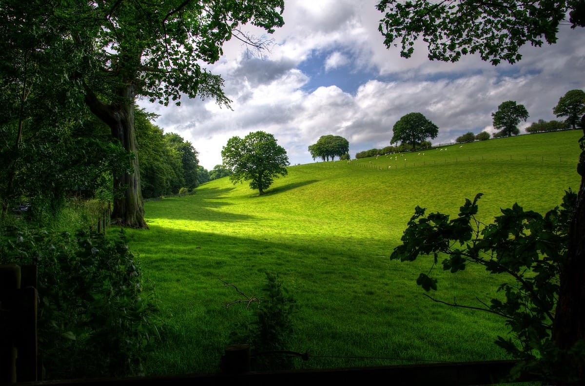 Grüne Landschaft
